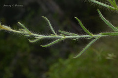 Crotalaria mysorensis